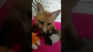 The baby red fox attacks #domesticfox #animal #foxred #redfox