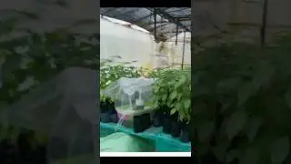 smart plant nursery | automatic plant nursery working with temperature sensor| #smart#amazing#agri
