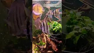 DISCOS SALVAJES Y ALTUMS 🤩😉🙂 #aquariumdani #eheim #acuario #aquarium #fishtank #jbl #aquaclear #fish