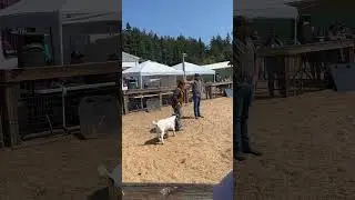 Goat  auction.