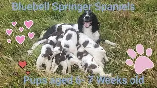 Puppies aged 6 - 7 Weeks - Bluebell Springer Spaniels Puppy development socialisation.