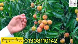 #লিচু গাছের চারা # 