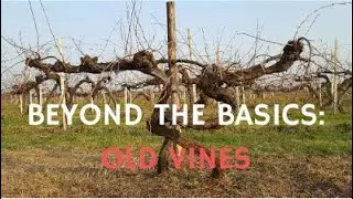 Wine Scholar Guild - Beyond The Basics: Old Vines with Sarah Abbott MW