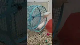 Funny mice wheel