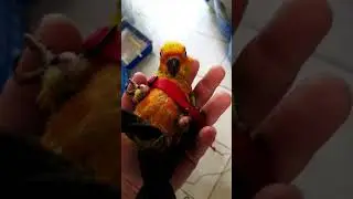 Conuro del sole allevato a mano