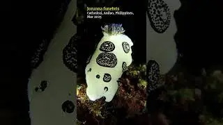 Jorunna #nudibranch #anilao #scubadiving