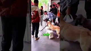 Dog Left Alone Begs For Love #reels #emotional