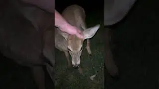 Button Buck getting some head scratches