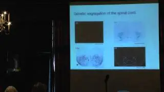 Neural Control of Locomotion: From Circuits To Behaviour