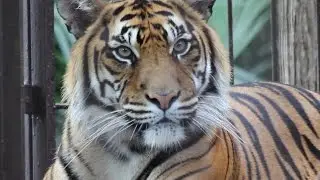 Sumatran Tiger at Higashiyama Zoo, Nagoya, Aichi 東山動物園のスマトラトラ