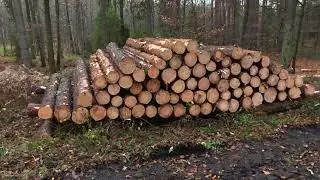 Najtańszy opał w Polsce? Legalnie w lesie!