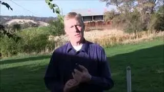 Rice Strawlage Feeding & Nutritional Analysis