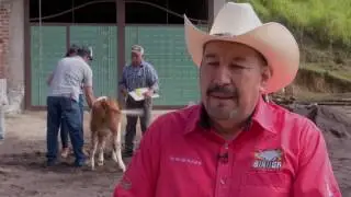 Veracruz Agropecuario - Aretado de Ganado Bovino SINIIGA
