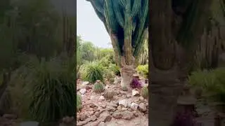 Cactus 🌵 garden ( xerophytic plants)