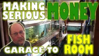 He Turned his Garage into a Fish Room to Make Serious Money $$
