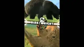 Grizzly bear vs White rhino #shorts #bears #rhino #edit #fyp