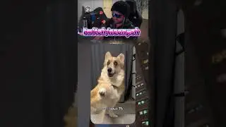 Корги снайпер 🐶 | twitch.tv/neonpsh - розыгрыши и турниры каждый месяц!