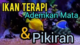IKAN TERAPI!! ademkan mata & pikiran #ikanterapi #relaksasi