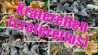 Herbstrompete, Grauer Pfifferling, Trompetenpfifferlinge, Gelbe Kraterelle | Die Gattung Craterellus