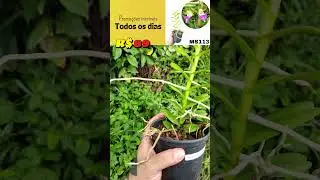 PELATANTHERIA INSECTIFERA PRE ADULTA