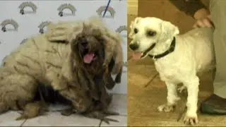 New look, new life: Dog with overgrown coat rescued
