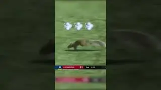 One of the greatest calls in college football history: The Squirrel Touchdown 🐿️😂