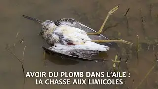 Avoir du plomb dans l&rsquo;aile : la chasse aux limicoles