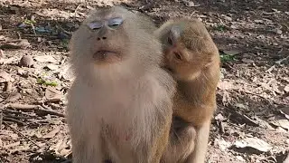 Heartwarming! great news!   monkey Amanda has new grandma instead of Ashley, she can take care