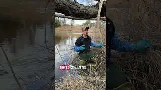 Beaver trapping tips: tie off on the down stream side of the set