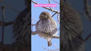 Fluffer Nutters #pygmyowl #owl #cuteanimals #shorts #cute #nature #wildlife #utah