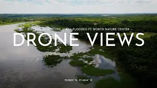 Drone Over Flooded Fort Worth Nature Center | Buffalo Herd & Alligator Spotted!