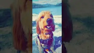 Bonnie banks of Loch Lomond #lochlomond #explore #dogs #scotland