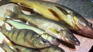 Fishing trip north to Ely, Minnesota walleye country 