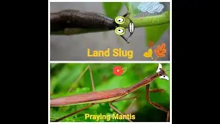 Land Slug is not Snail | Praying Mantis searching Prey | Detailed Description | Relax and Watch | 4K