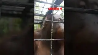 Perjalanan Pulang Orangutan Ke Rumah asal #animalrescue #nature #orangutan #animalplanet