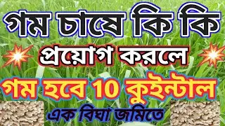 গম চাষ গম চাষে কি কি প্রয়োগ করলে ও কি  ভিটামিন প্রয়োগ করলে প্রায় 10 কুইন্টাল গম হয় এক বিঘা জমিতে