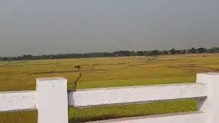 ଧାନ ବିଲ 🙏🫡🌞 #viral #love #cropfields #trending #fypシ゚viral 