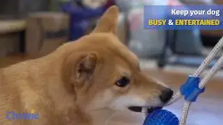 The BEST Suction Cup Dog Toy Ever! | CHEWIE&trade;️