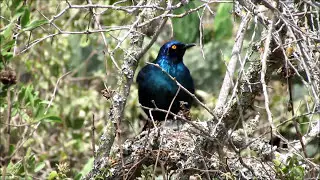 Cape Glossy Starling singing
