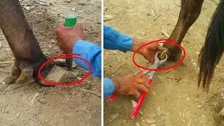 Hoof Trimming in Cattle - How to Cut a Cow Nails in Market