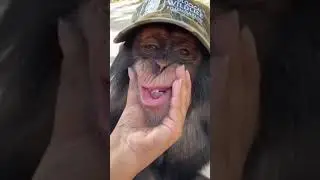 monkey laughing cow chewing dog on guard game.shorts.обезьяна смеется корова жует собака на страже