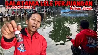 Umpan Simpel❗️Essen Matador X Ulat hongkong | Tanpa Bending Tetap Makanin❗️#galatamalele #bfsfishing