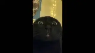 Kucing Hitam 😂