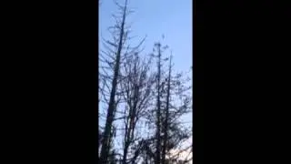 Graham Marsh Walk   Song Birds