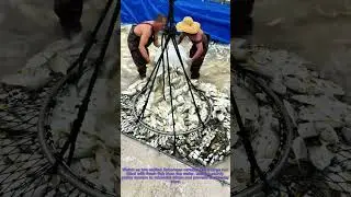 Fishing Harvest 101: Sustainable Catching Methods & Safe Fish Handling Tips