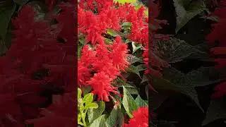 🌿 Salvia Plant Care Tips | Grow Stunning Blooms Easily! 🌸✨ #gardening  #flowers