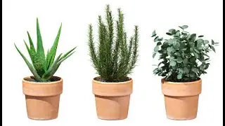 Best 10 herbs You can Grow Indoor, Even Without A  Garden| Smart Agri Hub