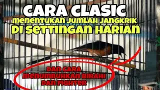 Murai batu sulit mendapatkan birahi dan mencari settingan harian yang pas ini caranya