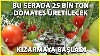 Erzurum'da Termal Serada Üretilen Domatesler Kızarmaya Başladı