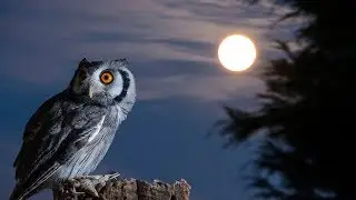 ЭТА Музыка завораживает !!! Бесподобная !!! Сладкие Моменты